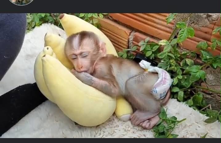 Capuchin Monkey for Kids