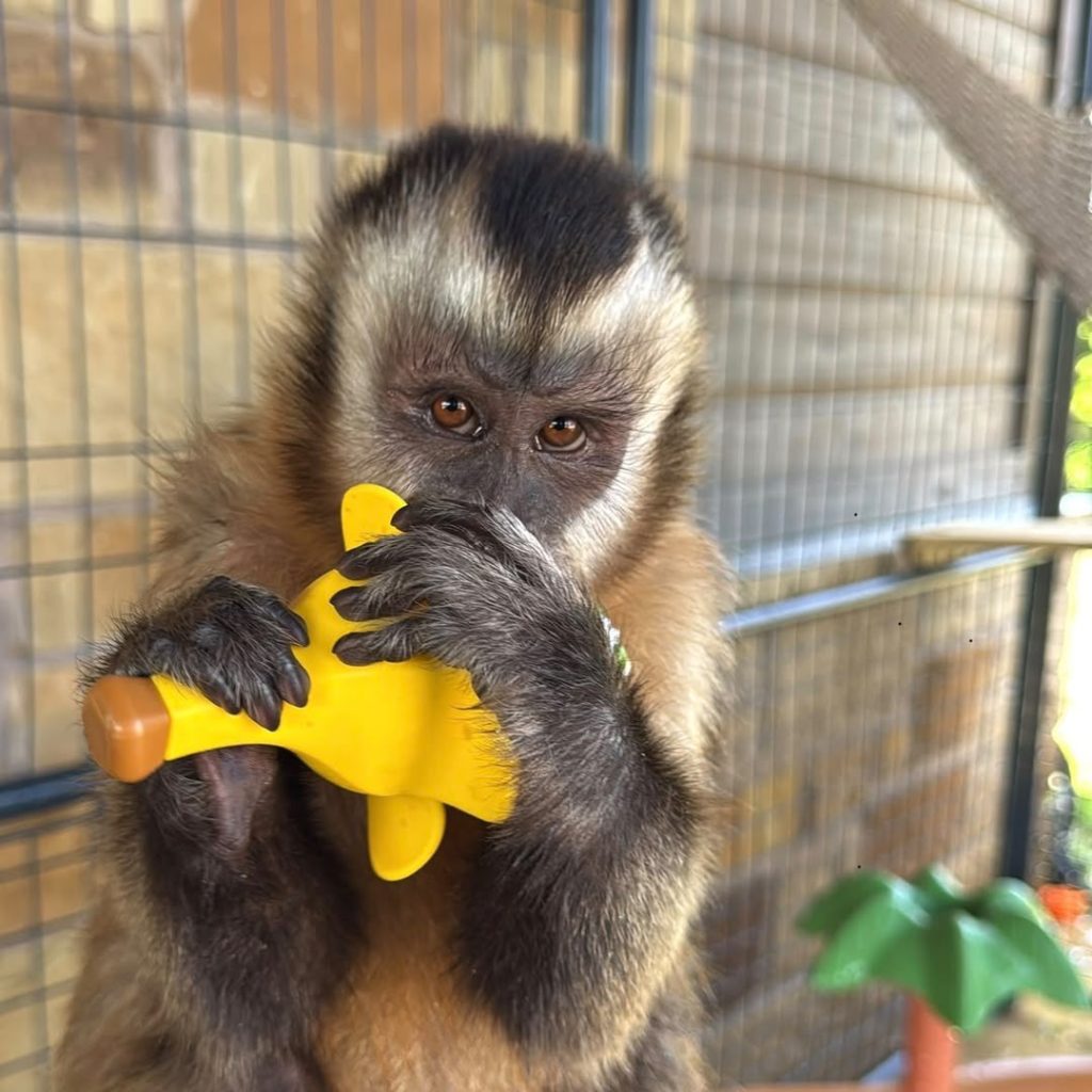 Capuchin Monkey for Adoption Near Me